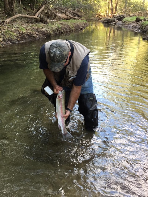 Coulee Region Rainbow Trout