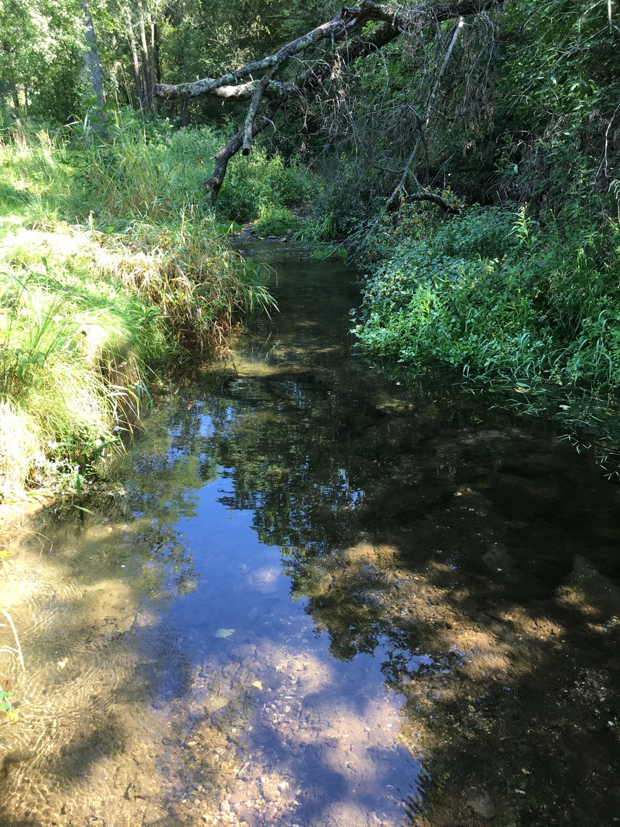 Small Trout Stream