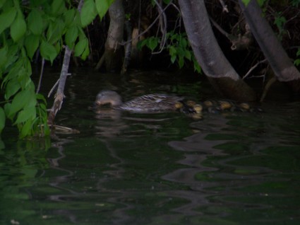 Ma Duck and the lil ones